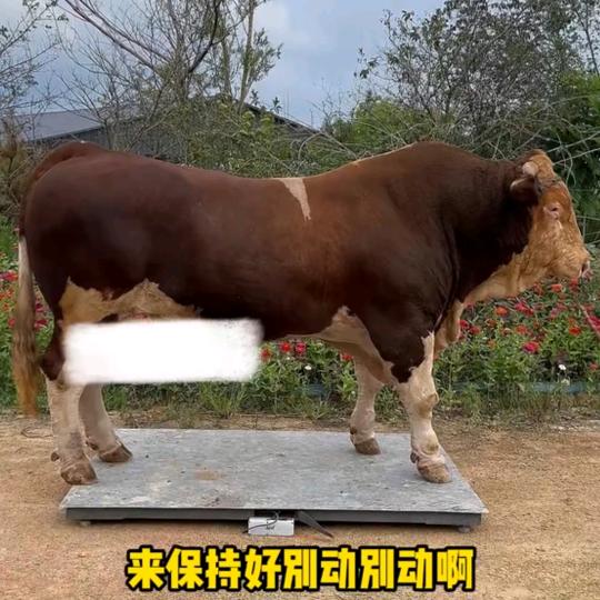荆家老穆牛肉