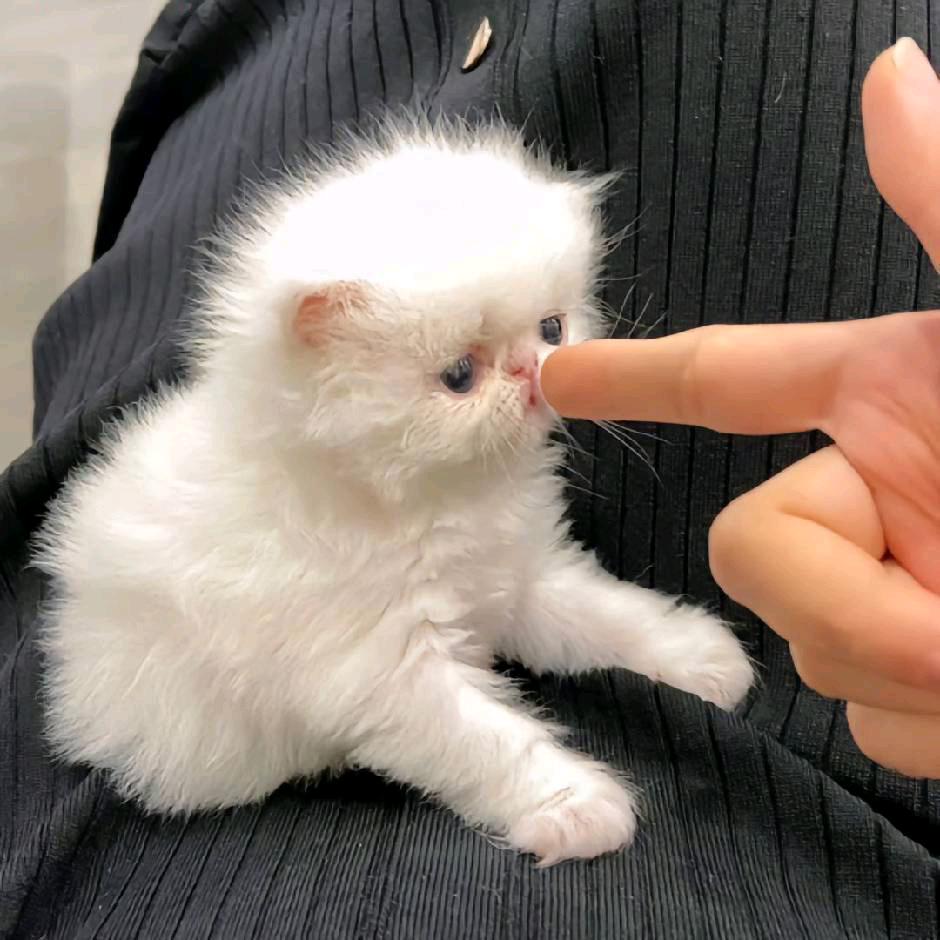 要要不耀☽