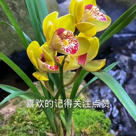 一网红诚