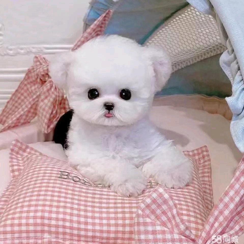 萌物（私房小宠）