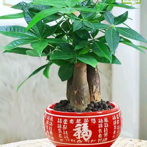 牛姐
