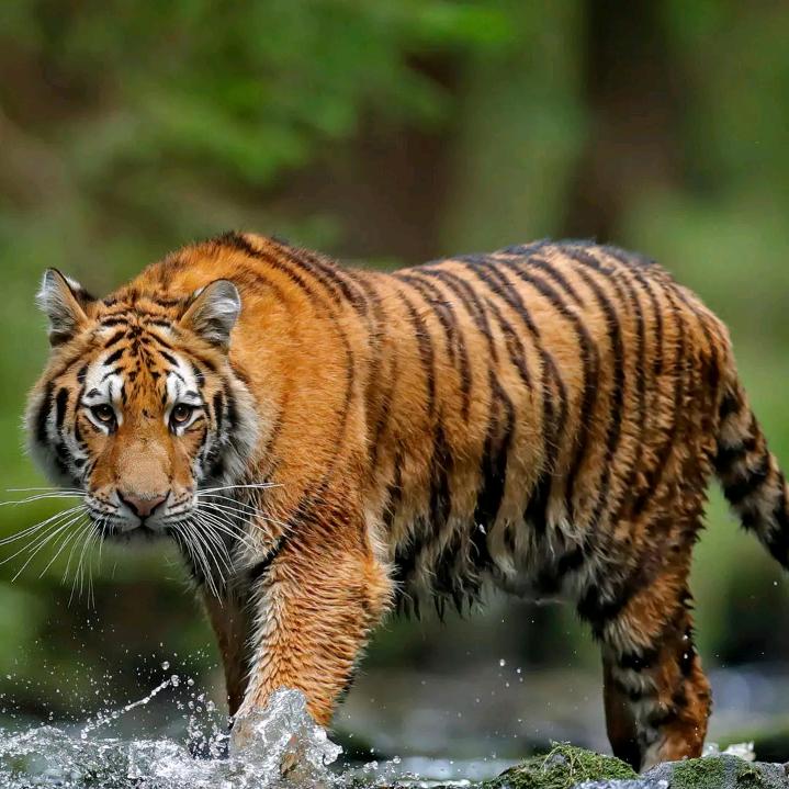 ~&&雪中的飞舞~&&