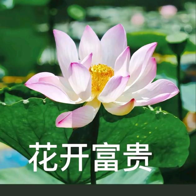 花开富贵