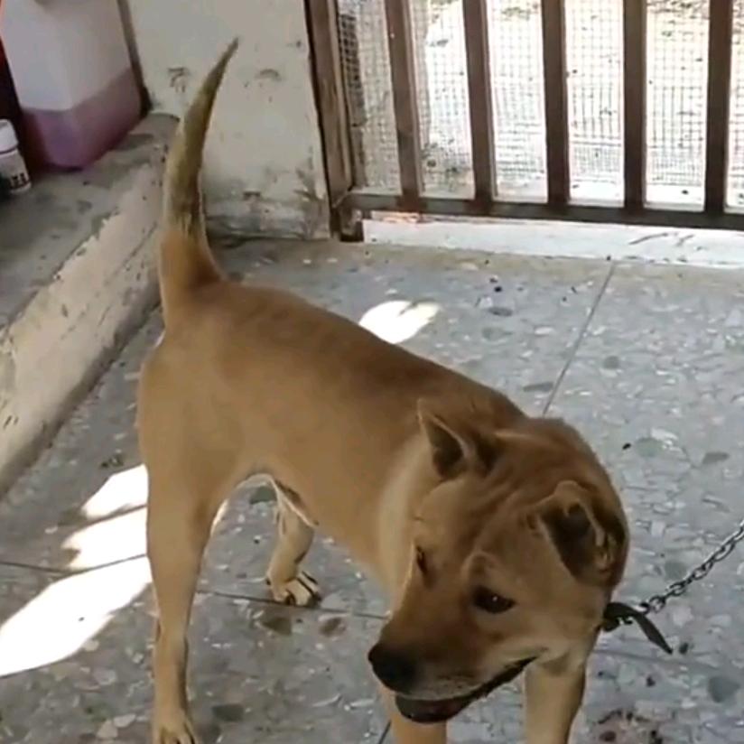 中华田园犬，广西土猎河池覃哥