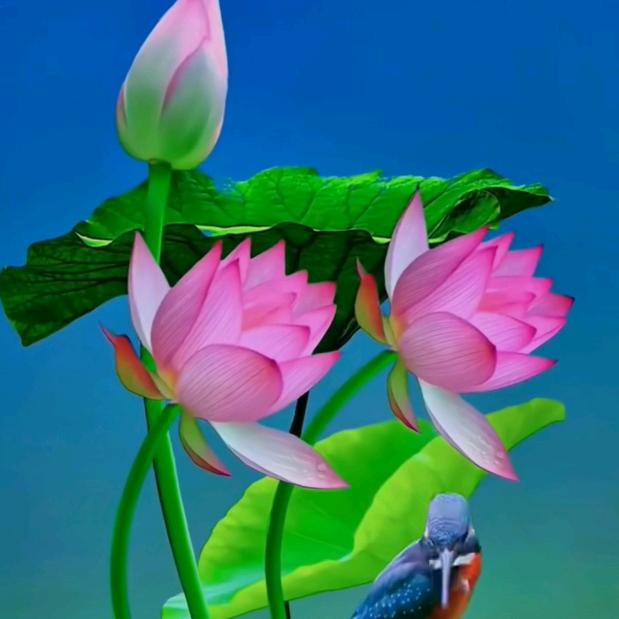 四妹
