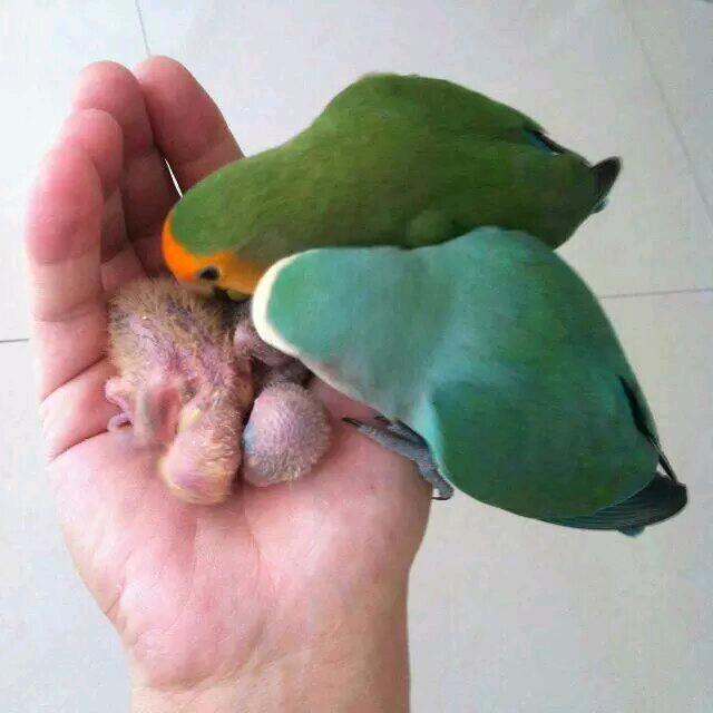 鹦鹉管家