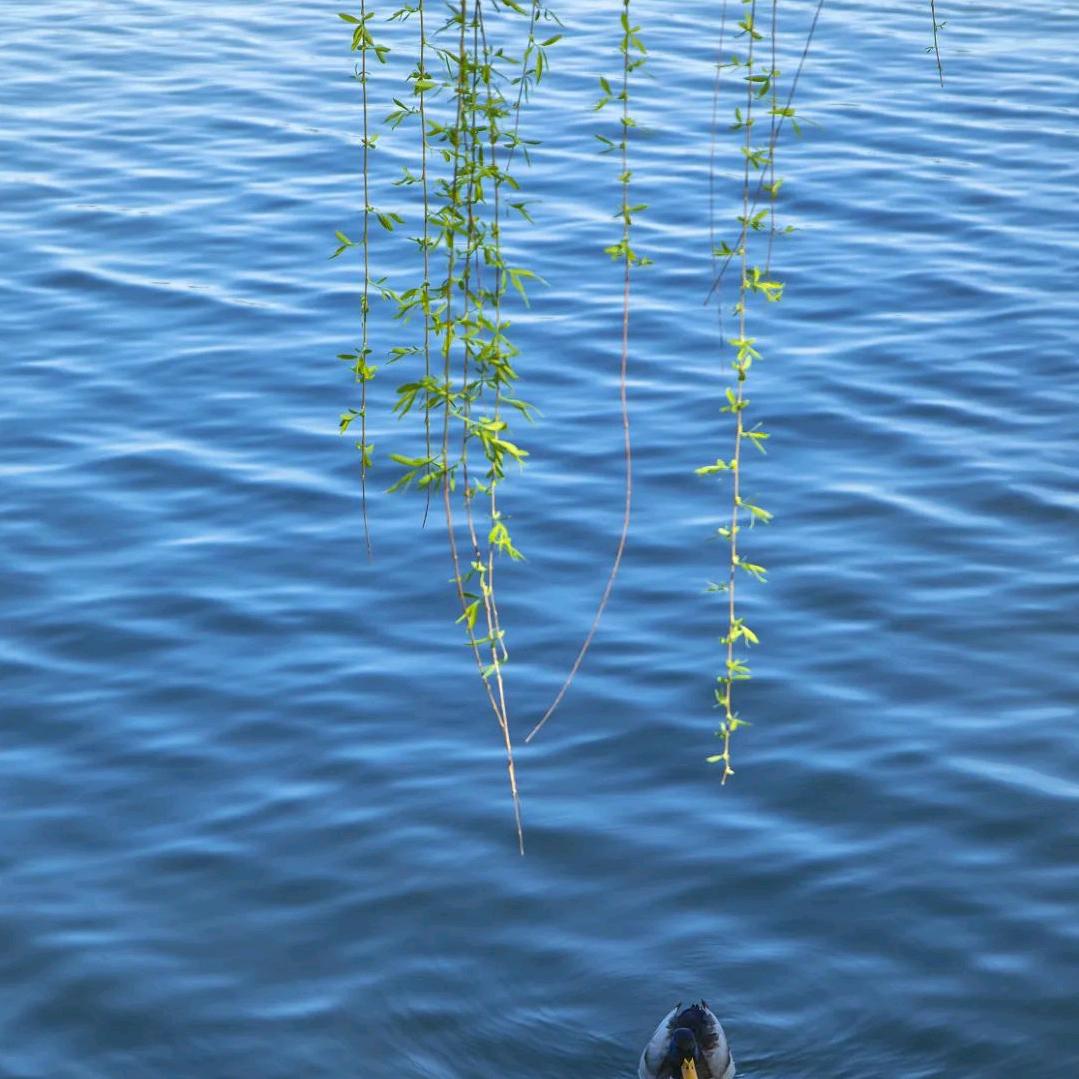 幸运草🌿