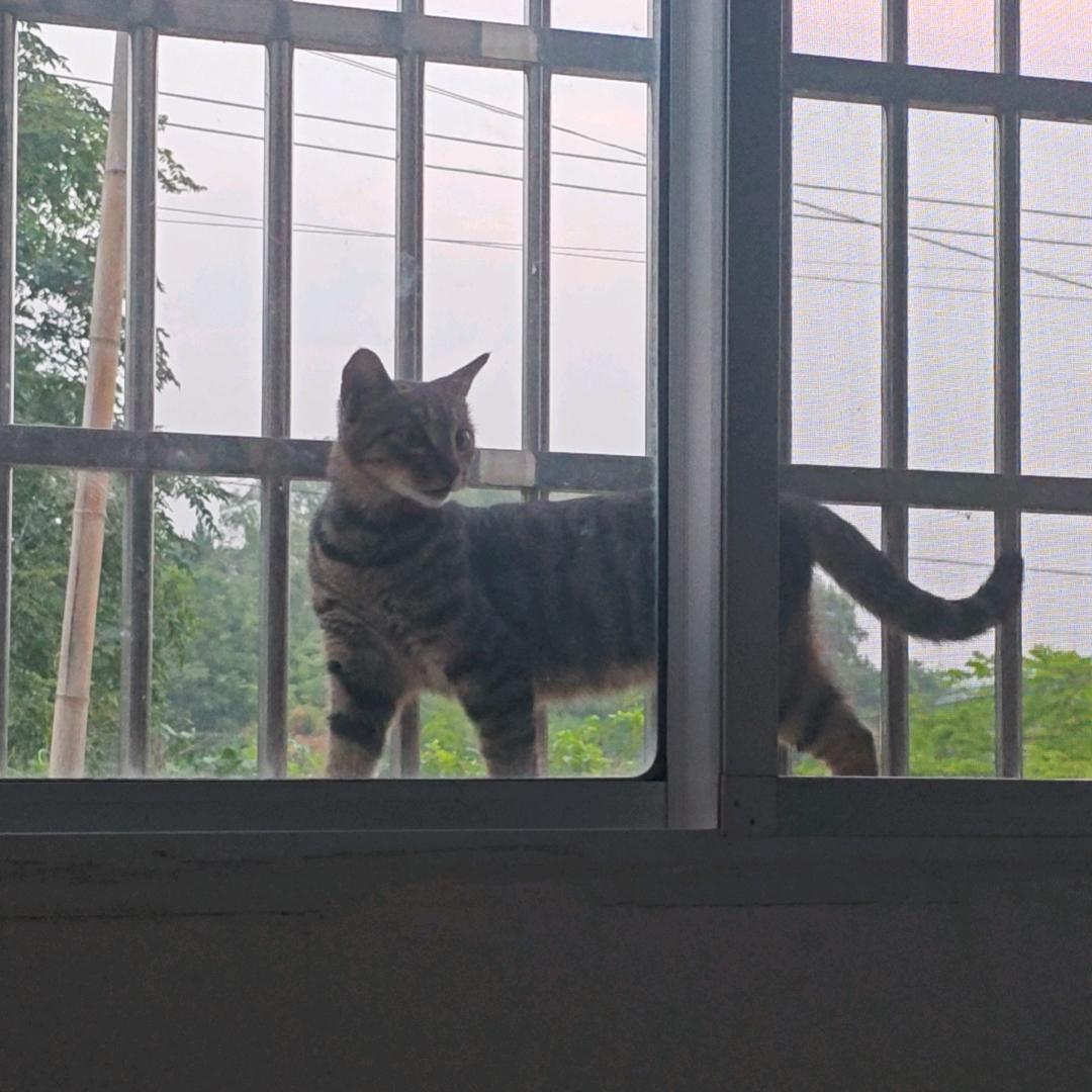 QwQ小薯条