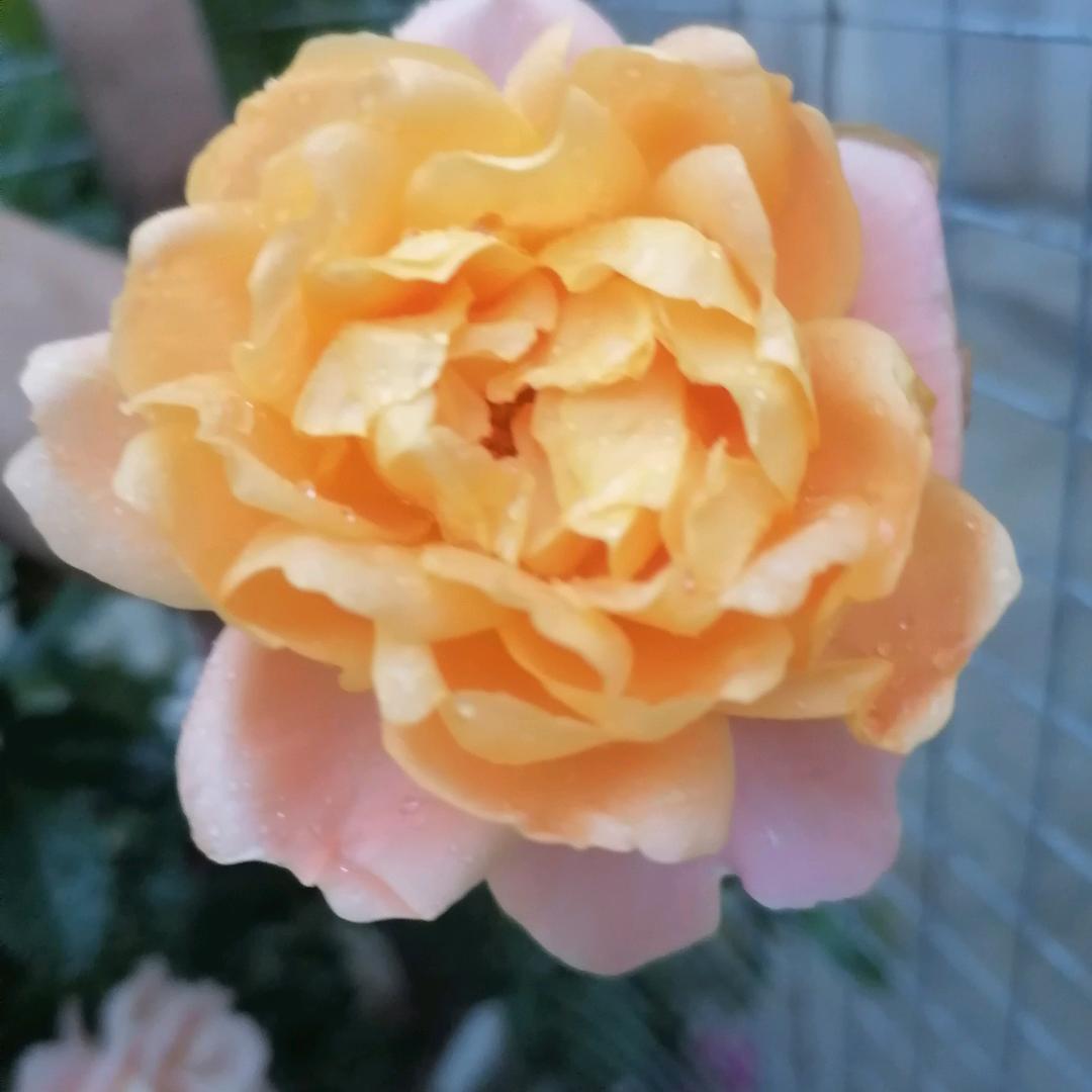 猩猩枕着月亮入眠