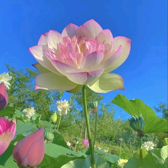 香