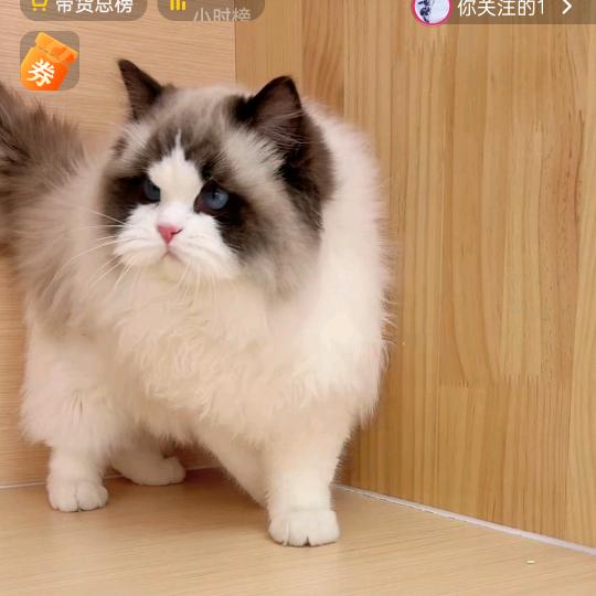 京京布偶猫