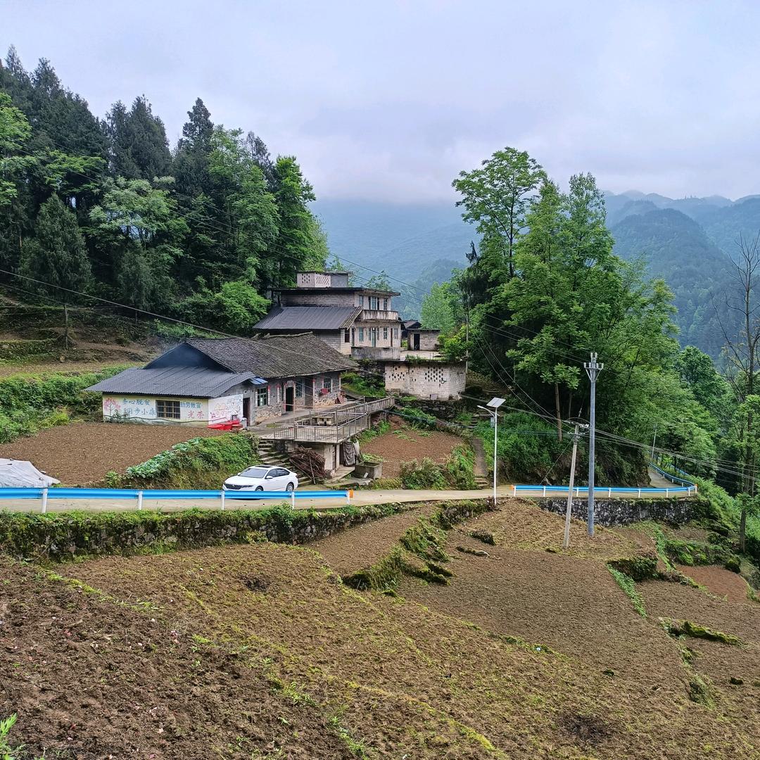 七叶一枝花