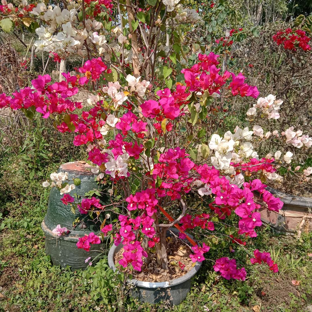 虎妹妹
