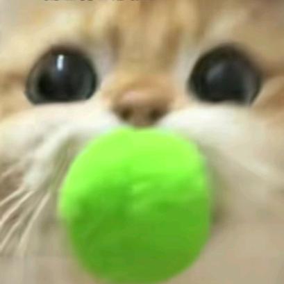 我变成了一只琳酱