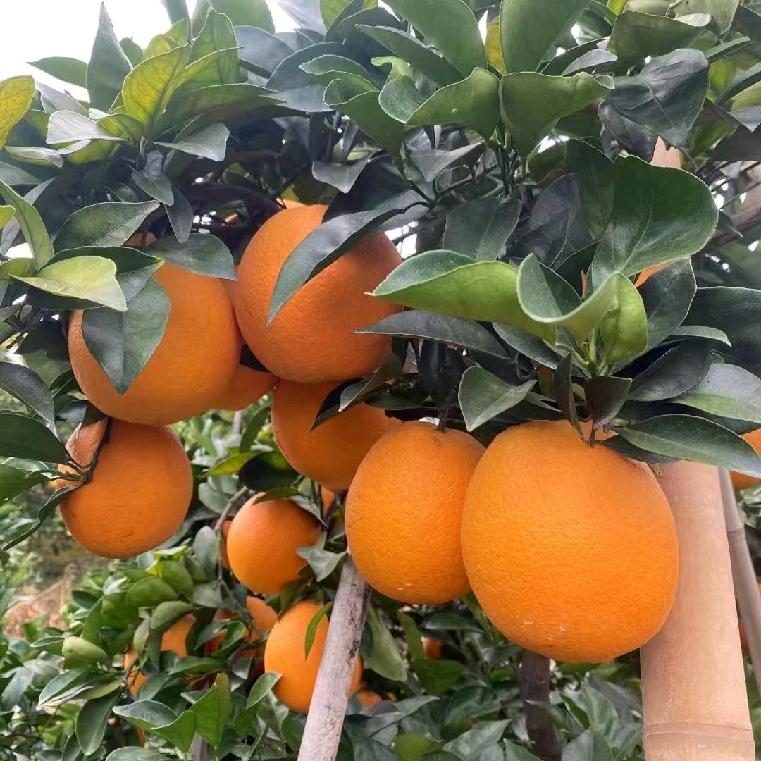 橙意满满食品店