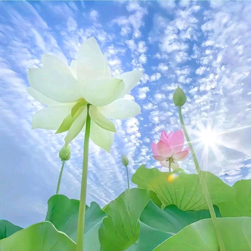 仅有淡忘 🕊