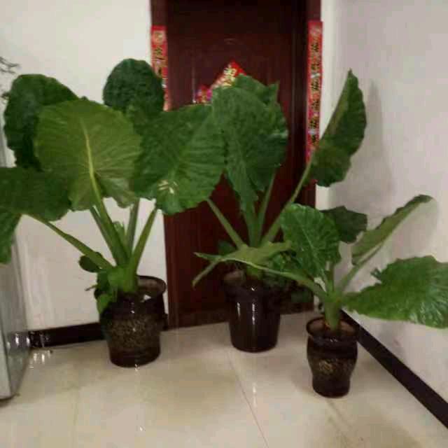 无情却有情