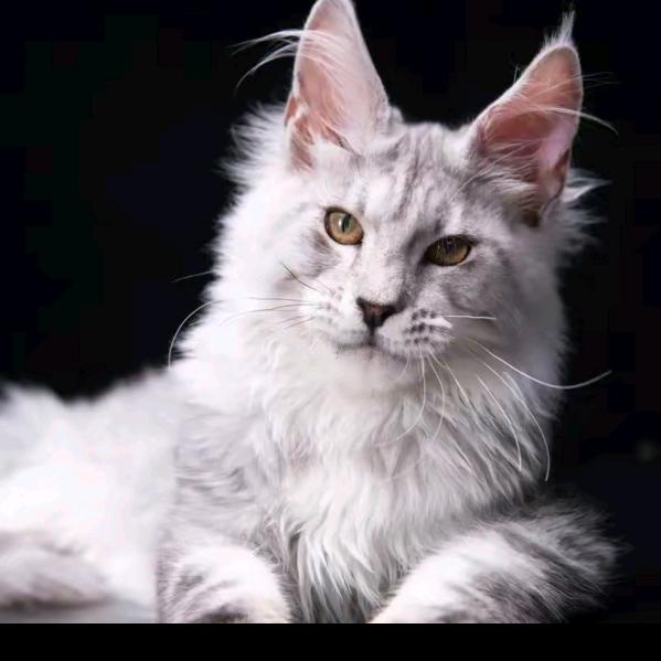 এ᭄ꦿ꯭ꫛ张꧔ꦿ先生꧔ꦿএ᭄💕