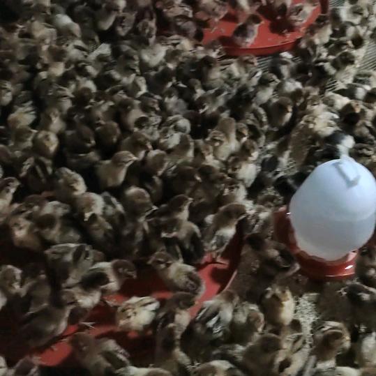 农村散养鸡养殖🐓张