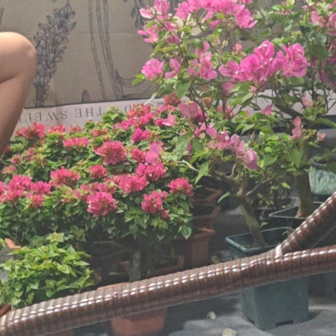 滕海供应链-三角梅