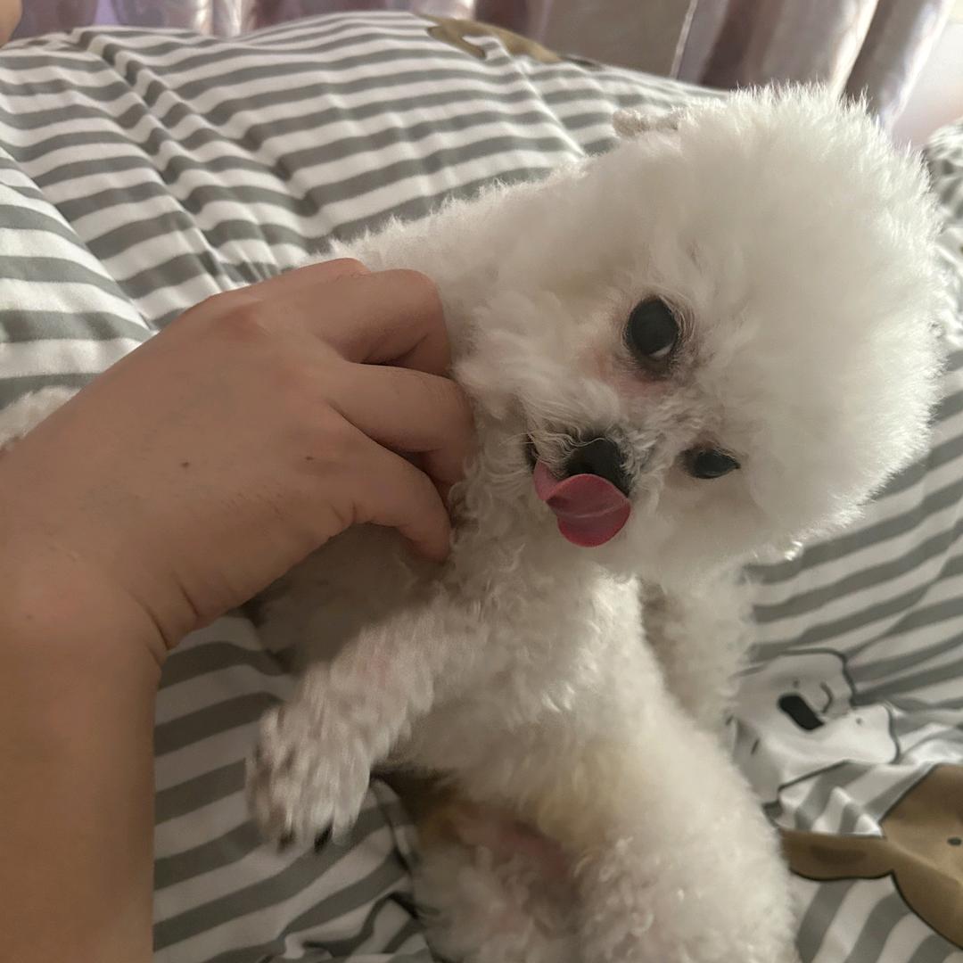 豆了个包
