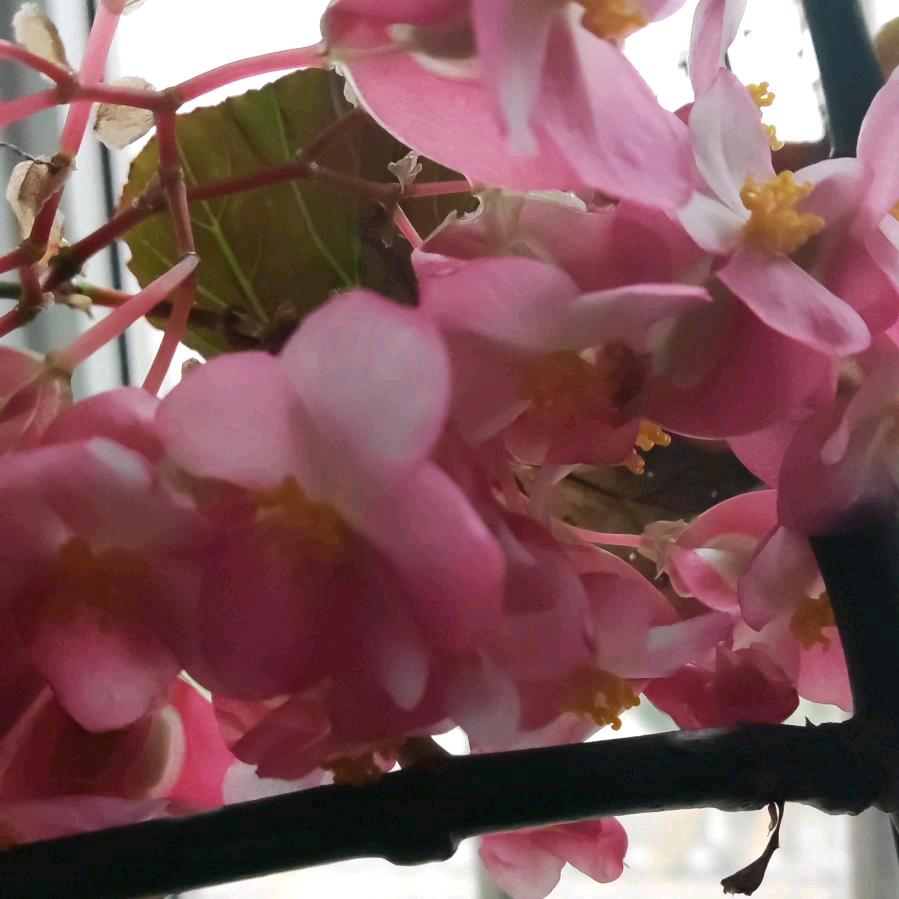 🇨🇳海棠未眠🇨🇳