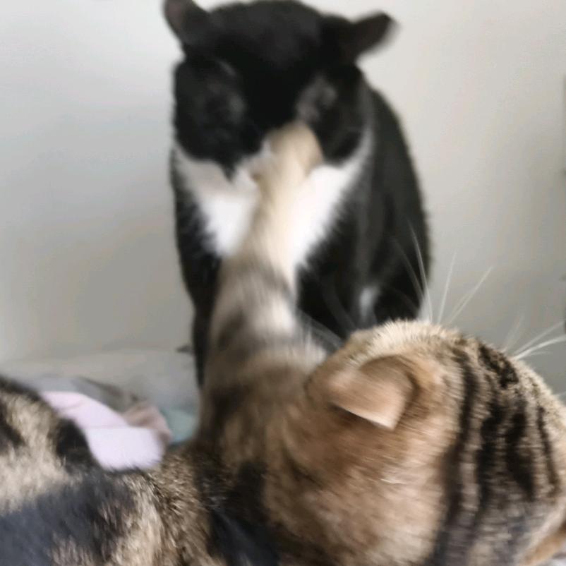 六斤反骨狸花猫