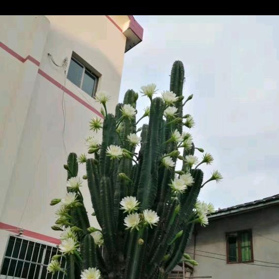 花🌸🌸