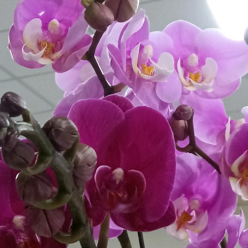 抖店来客-野丫头