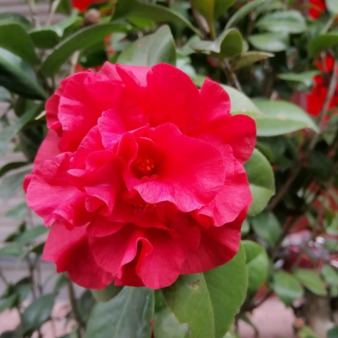 ❤️八月桂花香❤️⁸¹⁷：