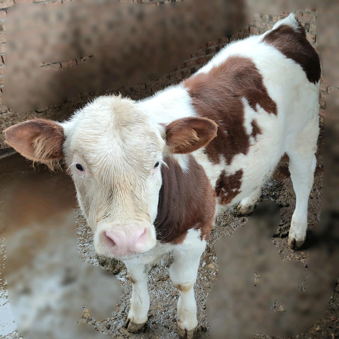 •🐮养牛7️⃣号〜^_^