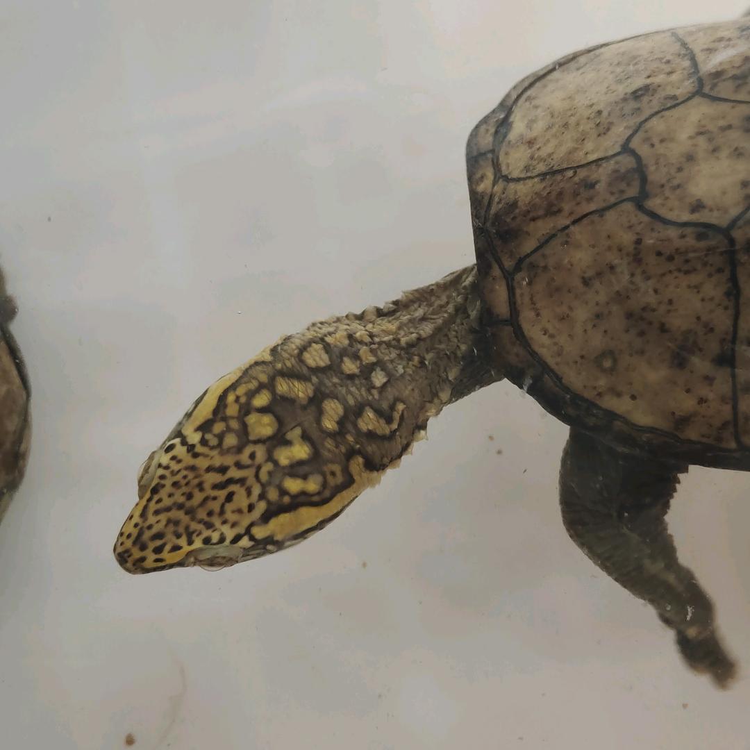 路远龟途（收退坑头盔果核）