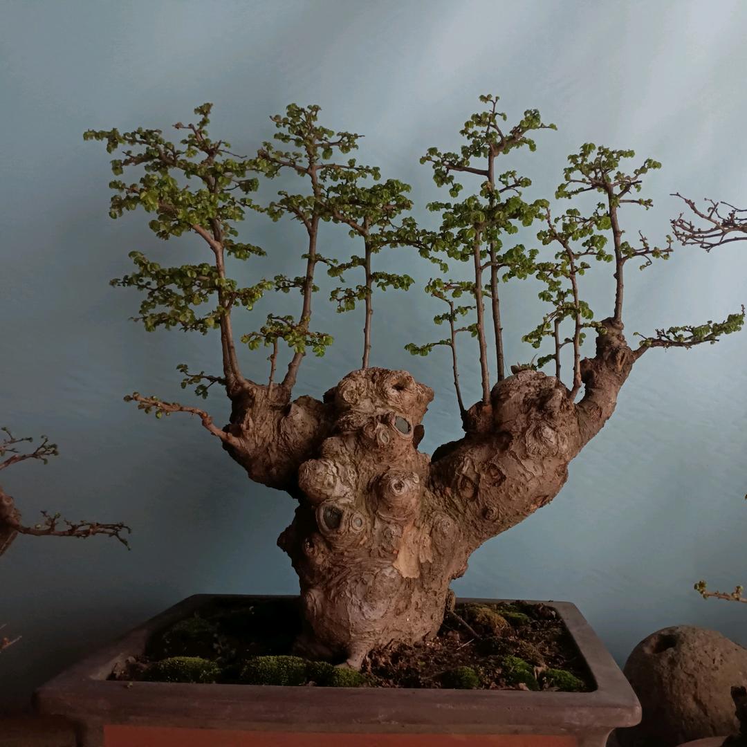 三舅老爺