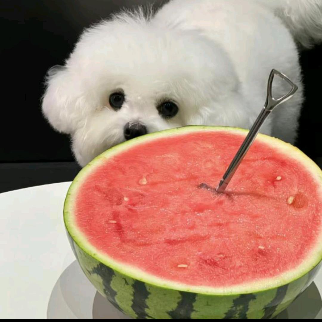 甄选日用百货店西瓜