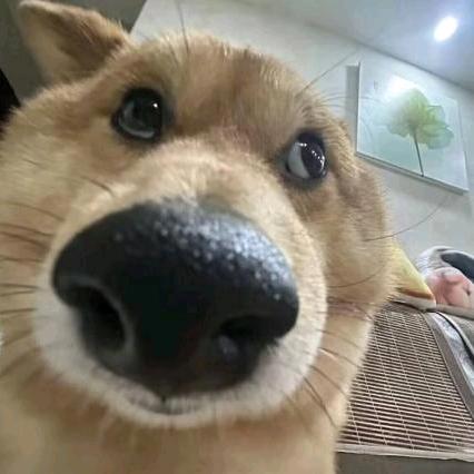 蟑螂不爱滚粪球