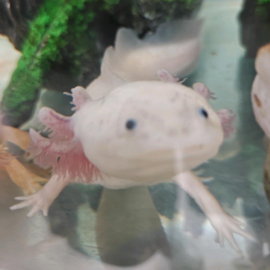 阳光开朗帅小跳