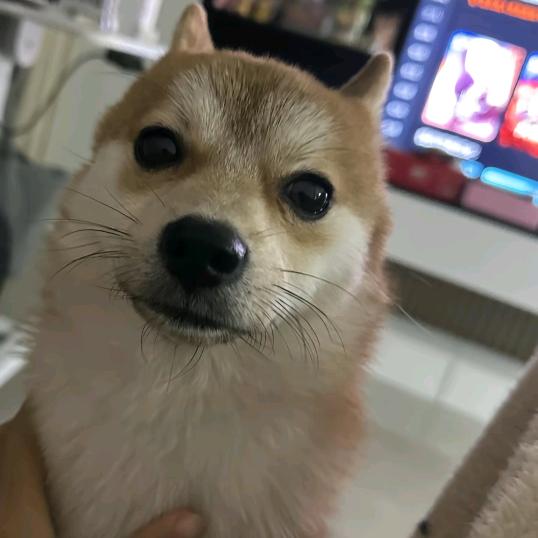 耐格兰