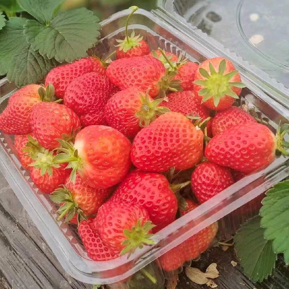 世间真情（有关赞必回）🕷🐍