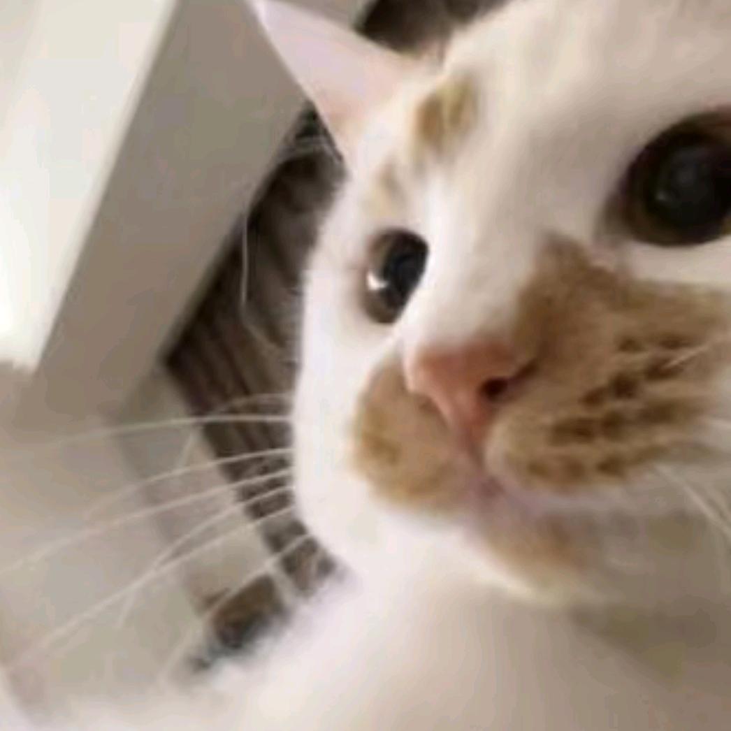 特猫头
