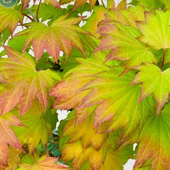 阿亮哥花卉苗木基地