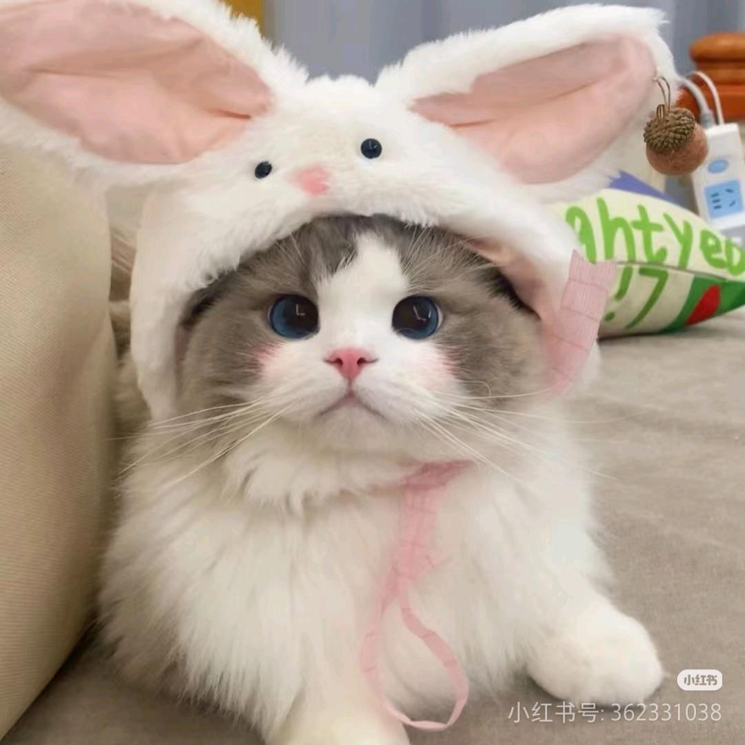 小猫圆