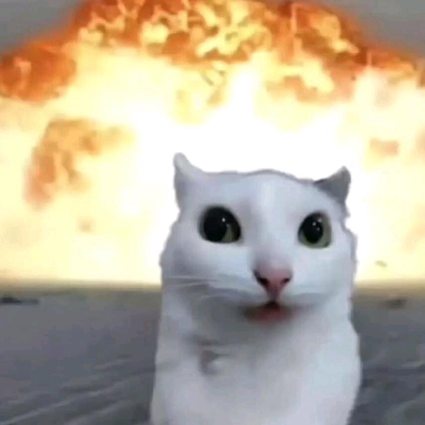 善良合成猫