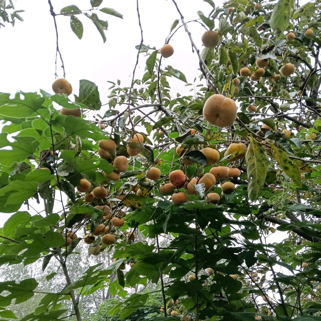 平凡人生🍃🍂