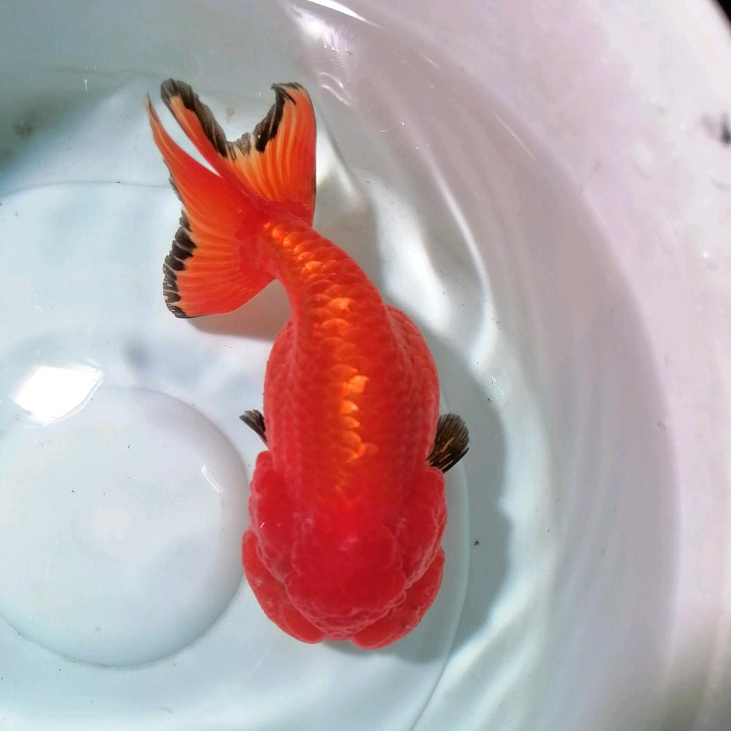 武汉君盛猫狮金鱼(老张)