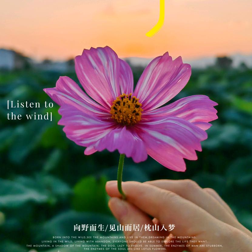 夏之琉璃