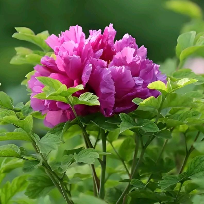小花小草都是宝