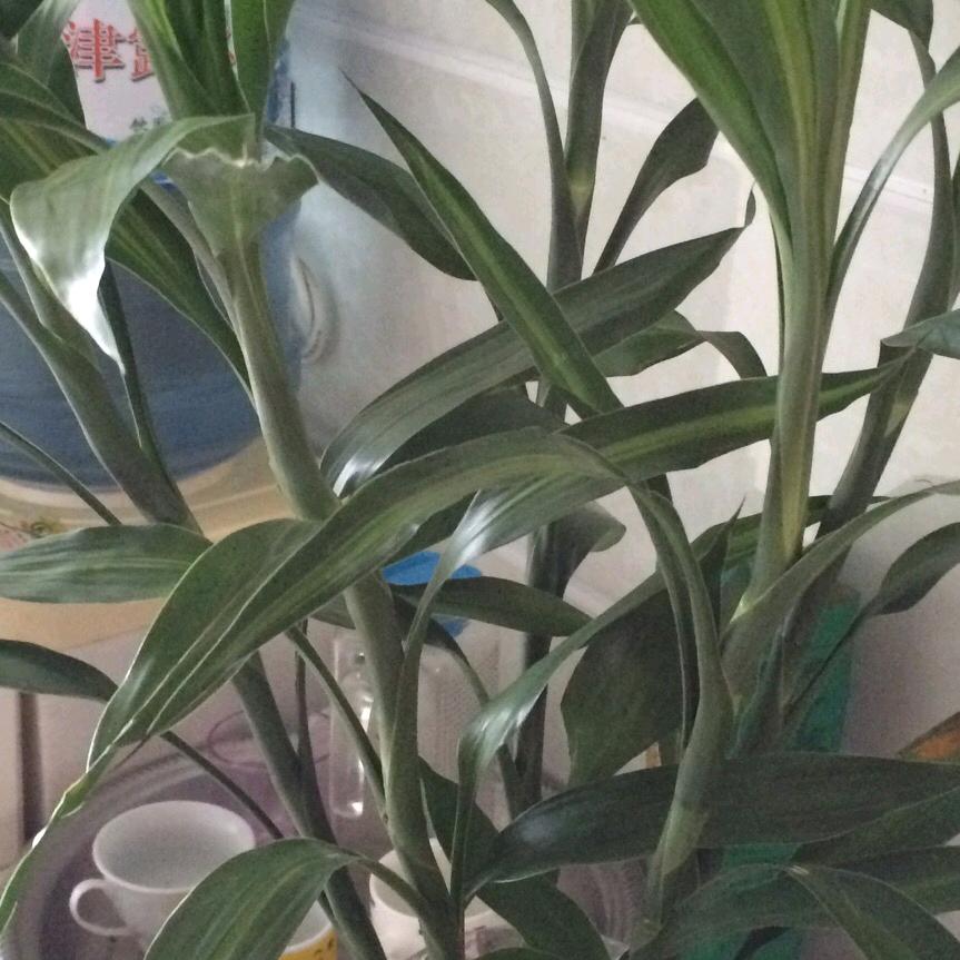 素素吖
