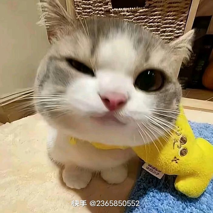 凯凯