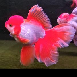 晓🐠小鱼🐠