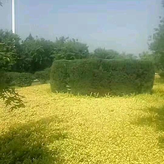 西域小山羊